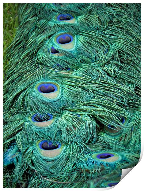 Peacock Tail Feathers Print by alan todd