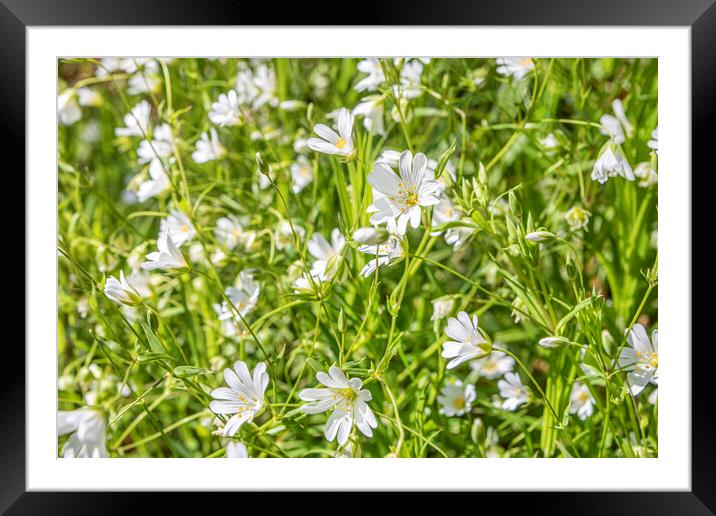 White Anenomes Framed Mounted Print by David Hare