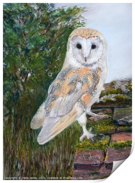 Barn Owl lookout  Print by robin oakley