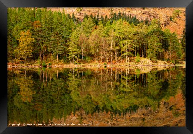 Blea tarn tree reflections in the lake district Cumbria 502  Framed Print by PHILIP CHALK