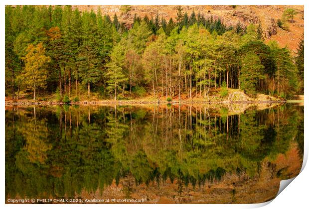 Blea tarn tree reflections in the lake district Cumbria 502  Print by PHILIP CHALK