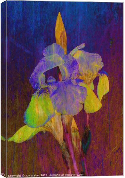 Purple Flag irises Canvas Print by Joy Walker
