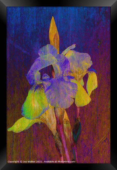 Purple Flag irises Framed Print by Joy Walker