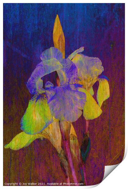 Purple Flag irises Print by Joy Walker
