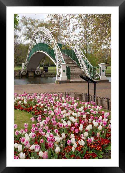 Majestic Tulip Display on Bedford Embankment Framed Mounted Print by Graham Custance