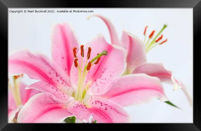 Pink Lilies Lily Flowers Flora Framed Print by Pearl Bucknall