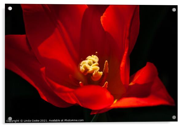 Tulip Synaeda Orange Acrylic by Linda Cooke