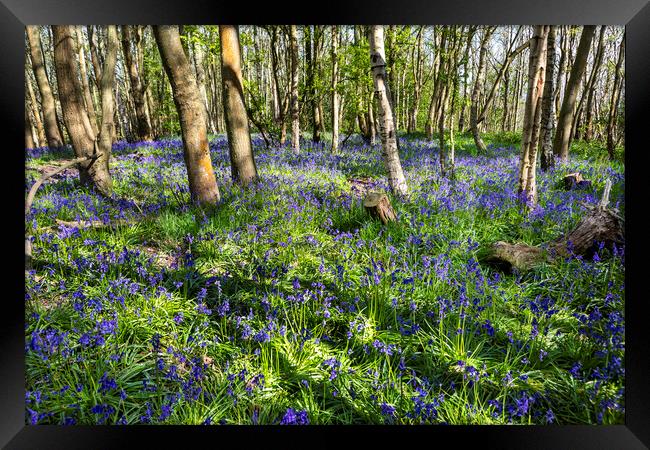 Carpet of Bluebells Framed Print by David Hare