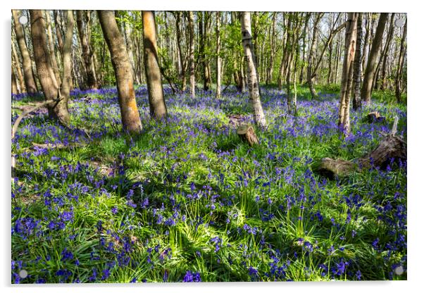 Carpet of Bluebells Acrylic by David Hare