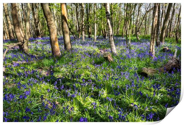 Carpet of Bluebells Print by David Hare