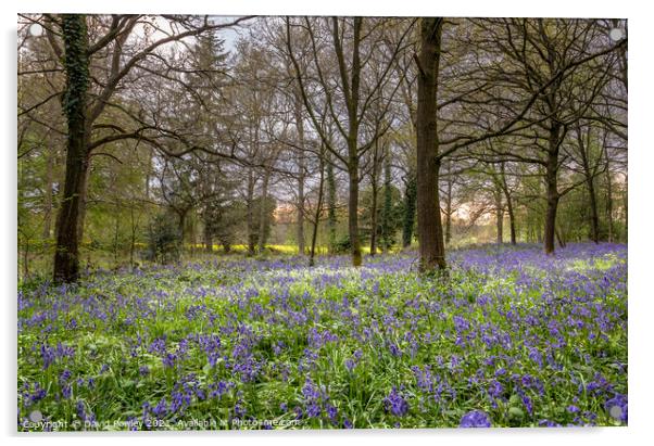Bluebells in a Norfolk Woodland Acrylic by David Powley