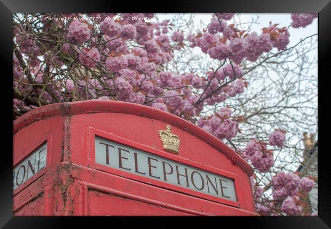 Blossom and telephone box Framed Print by Christopher Keeley