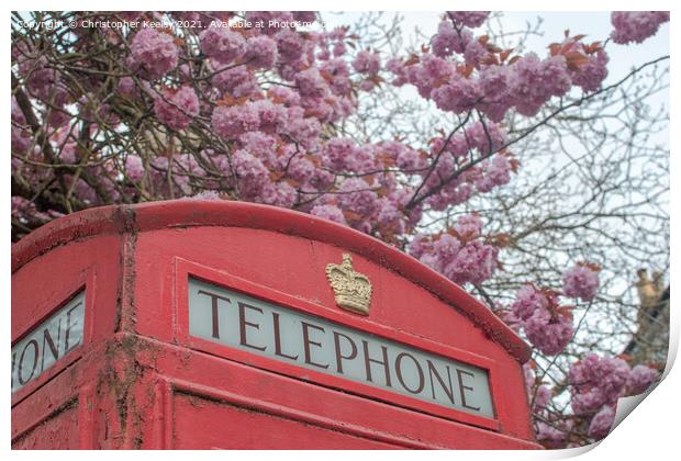 Blossom and telephone box Print by Christopher Keeley