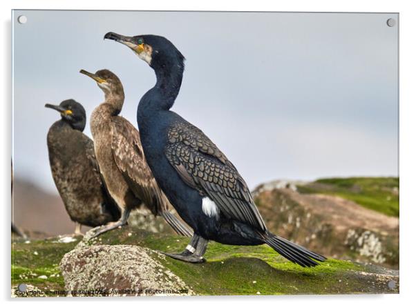 Cormorant welcoming   Acrylic by mary spiteri