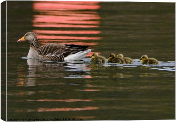 Greylag Goose and Goslings with red buoy reflections Canvas Print by mary spiteri