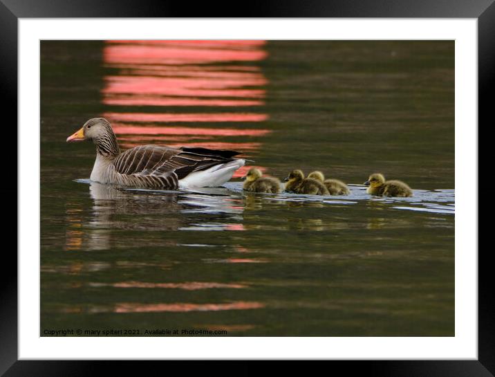 Greylag Goose and Goslings with red buoy reflections Framed Mounted Print by mary spiteri
