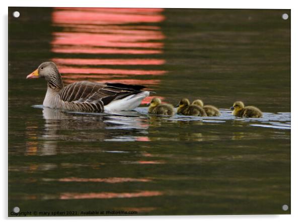 Greylag Goose and Goslings with red buoy reflections Acrylic by mary spiteri