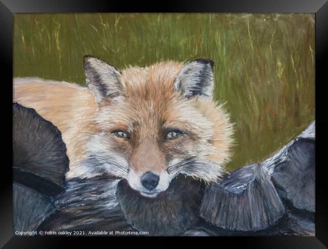 Mr Fox Looking at you Framed Print by robin oakley