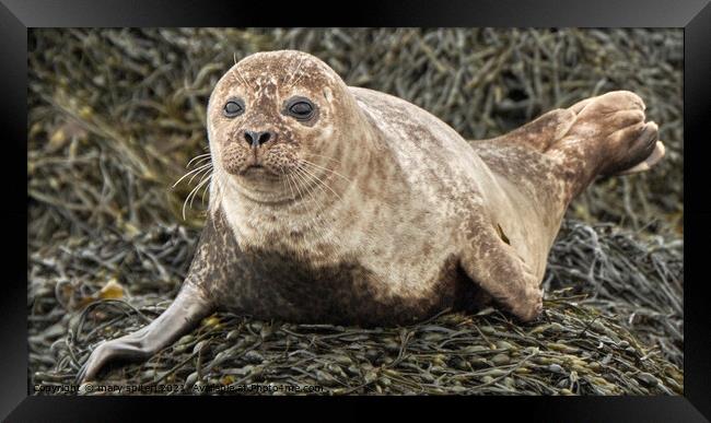 Baby common seal, wide eyed and beautiful Framed Print by mary spiteri