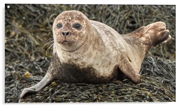 Baby common seal, wide eyed and beautiful Acrylic by mary spiteri