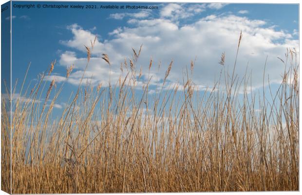 Reeds against a blue sky (Norfolk Broads) Canvas Print by Christopher Keeley