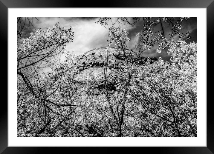 Black White Cottonwood Trees White Rock Mountain Canyonlands Nee Framed Mounted Print by William Perry