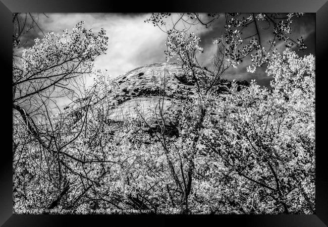 Black White Cottonwood Trees White Rock Mountain Canyonlands Nee Framed Print by William Perry