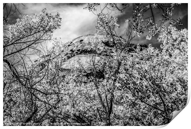 Black White Cottonwood Trees White Rock Mountain Canyonlands Nee Print by William Perry