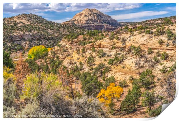 White Rock Dome Valley Trees Canyonlands Needles Utah Print by William Perry