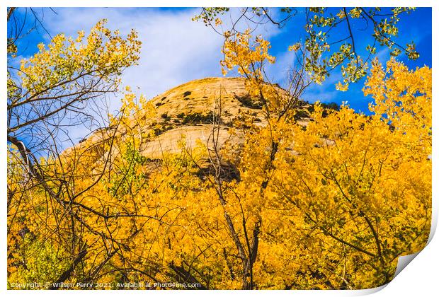 Yellow Cottonwood Trees White Rock Mountain Canyonlands Needles  Print by William Perry