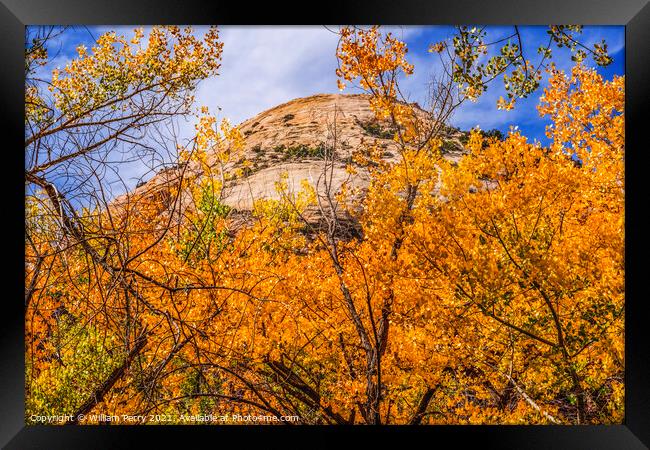 Yellow Cottonwood Trees White Rock Mountain Canyonlands Needles  Framed Print by William Perry