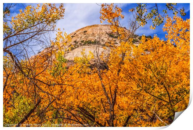 Yellow Cottonwood Trees White Rock Mountain Canyonlands Needles  Print by William Perry