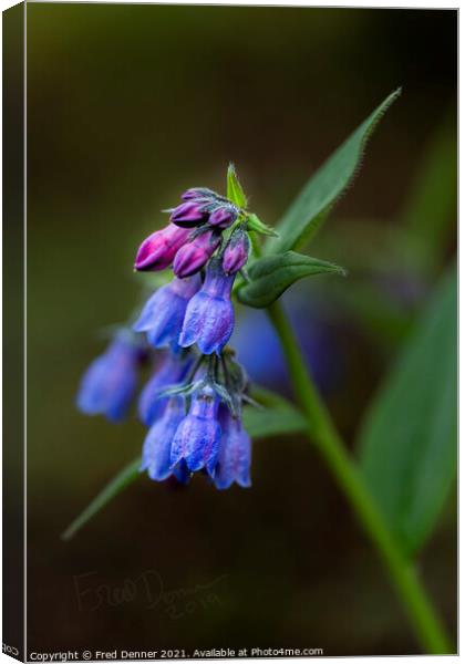 BLUE BELLS 2019 Canvas Print by Fred Denner