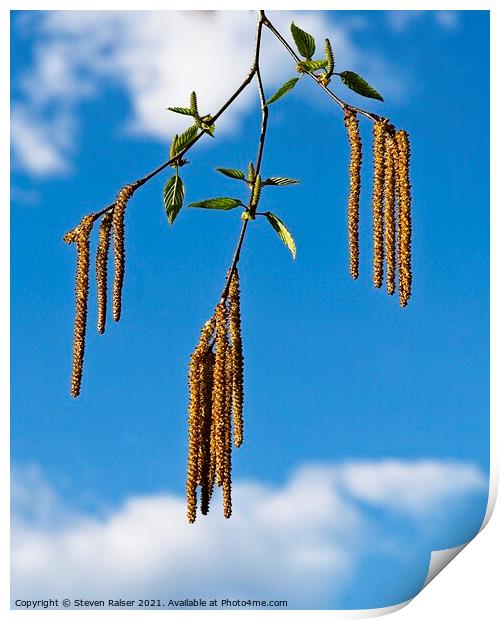 Birch Seeds, UW Arboretum, Madison, Wisconsin Print by Steven Ralser