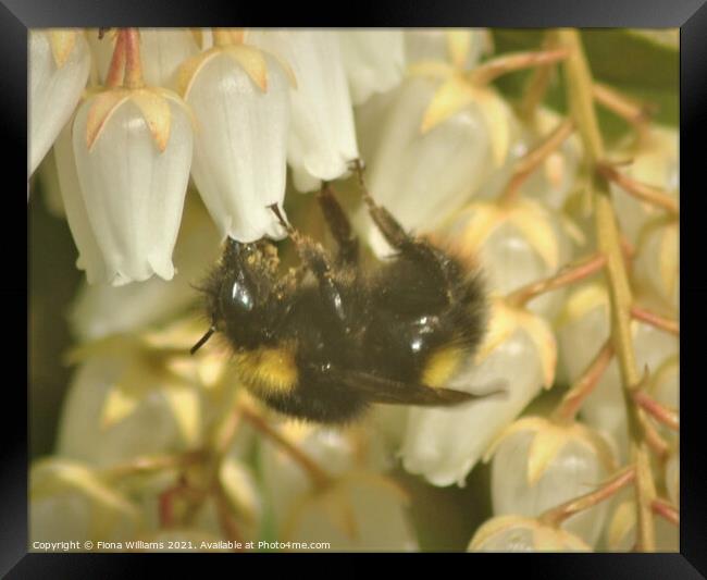 Bee collecting pollen Framed Print by Fiona Williams