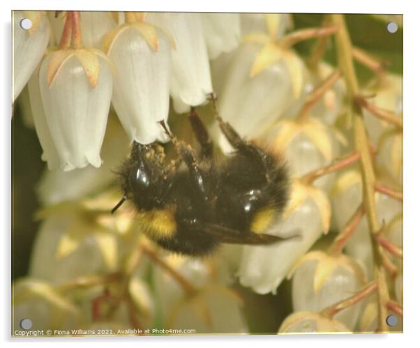 Bee collecting pollen Acrylic by Fiona Williams