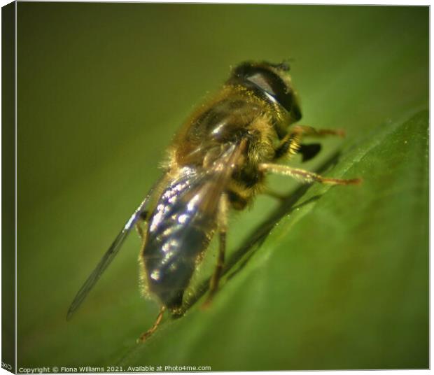 Hoverfly on a leaf Canvas Print by Fiona Williams