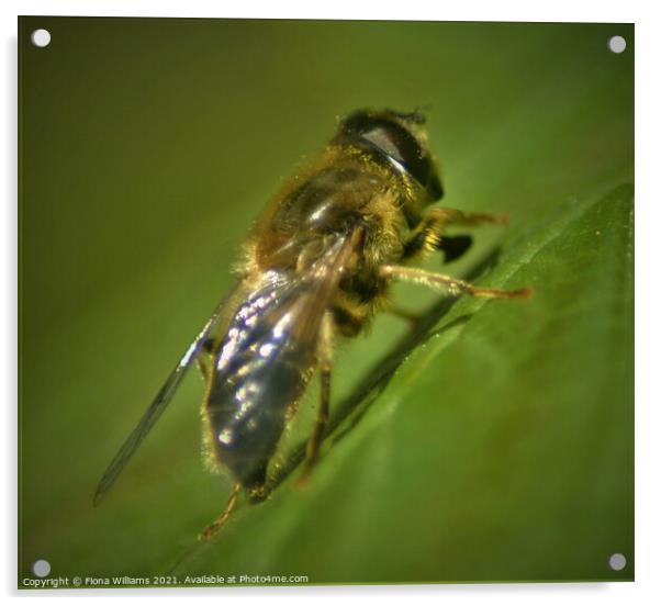 Hoverfly on a leaf Acrylic by Fiona Williams