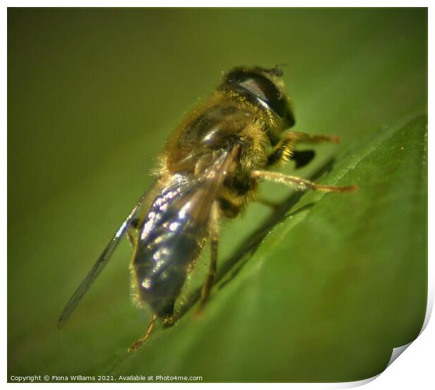 Hoverfly on a leaf Print by Fiona Williams