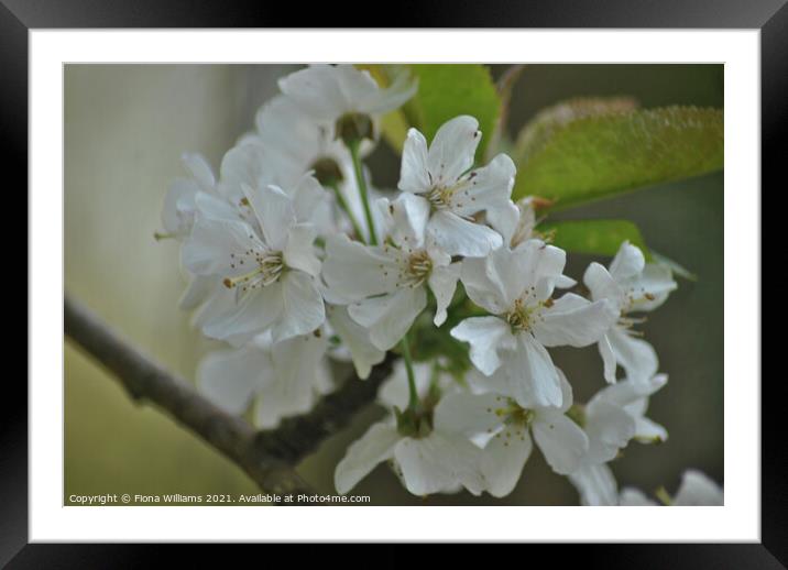 Spring Blossom Framed Mounted Print by Fiona Williams