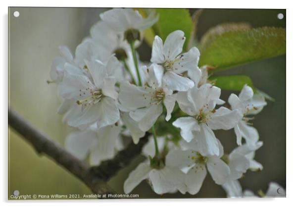 Spring Blossom Acrylic by Fiona Williams