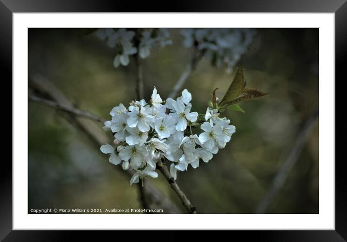 Spring tree blossom Framed Mounted Print by Fiona Williams