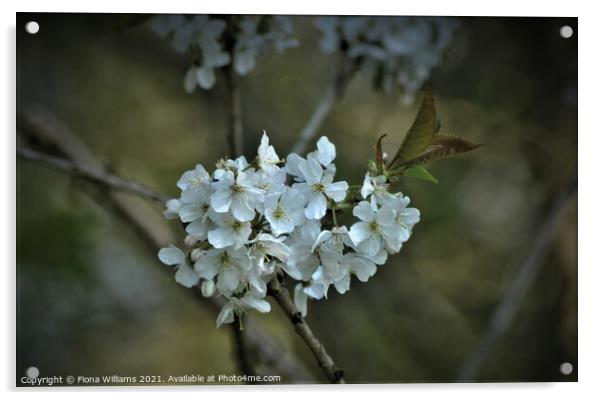 Spring tree blossom Acrylic by Fiona Williams