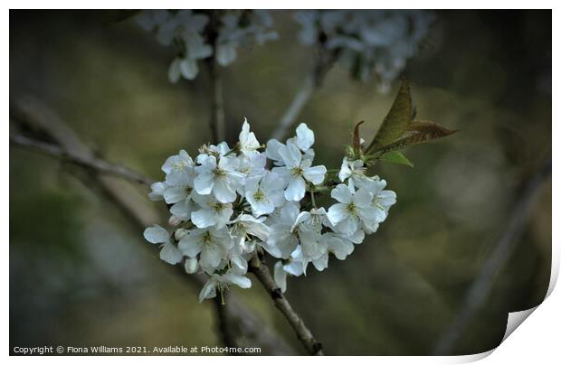 Spring tree blossom Print by Fiona Williams