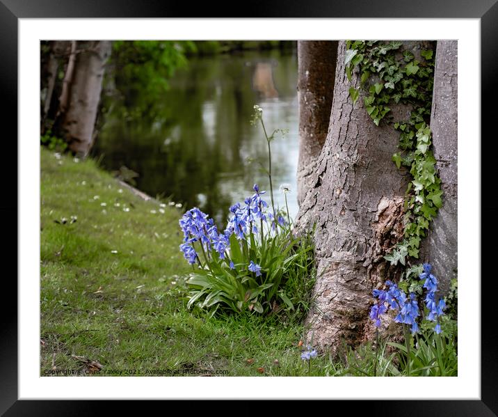 Riverside Bluebells Framed Mounted Print by Chris Yaxley