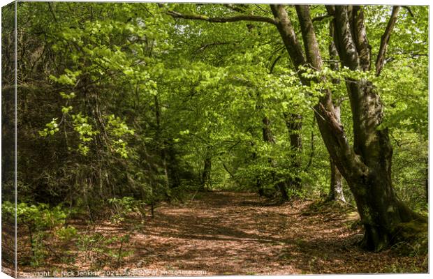 Woodland walk in Hensol Forest South Wales Canvas Print by Nick Jenkins