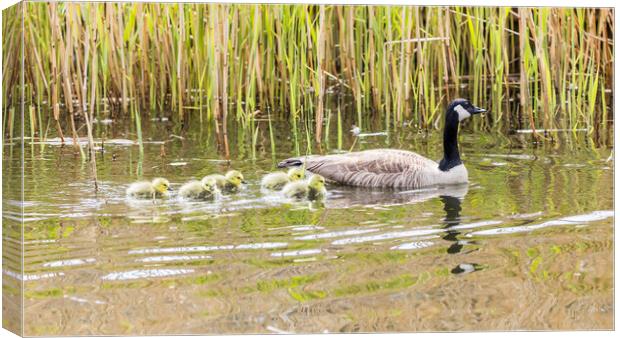 Canadian geese chicks follow a parent Canvas Print by Jason Wells