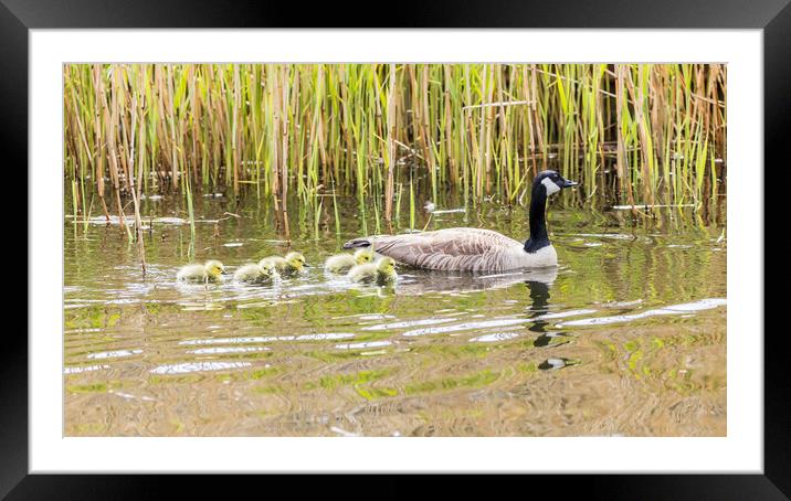 Canadian geese chicks follow a parent Framed Mounted Print by Jason Wells