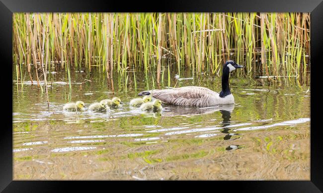 Canadian geese chicks follow a parent Framed Print by Jason Wells