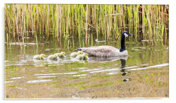 Canadian geese chicks follow a parent Acrylic by Jason Wells